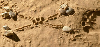 Sandart CPS3094